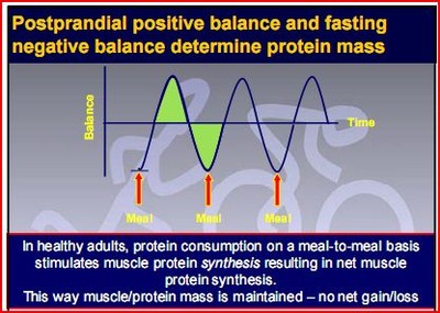 Här ser vi proteinbalansen. Den består hela dagen av toppar och dalar. Vill man öka i muskler måste topparna vara större än dalarna. 